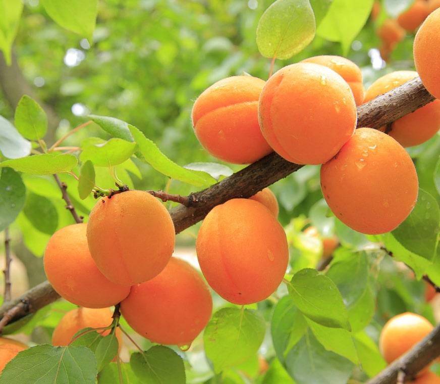 apricots1-min.jpg